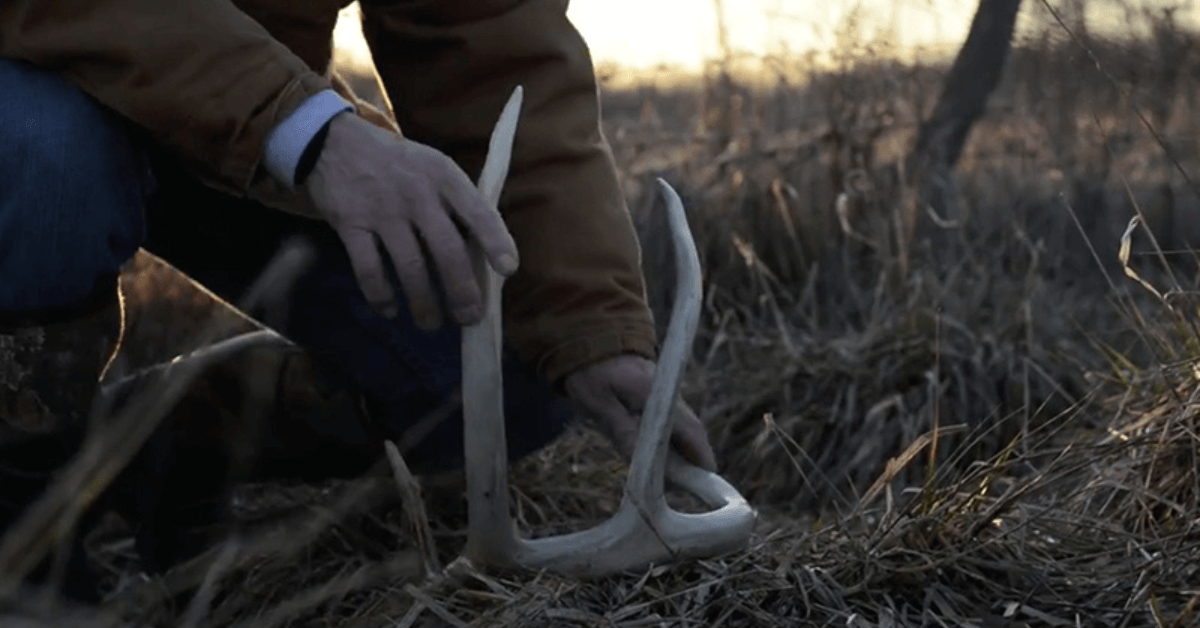 Featured Image for 5 Quality Deer Management Activities for February